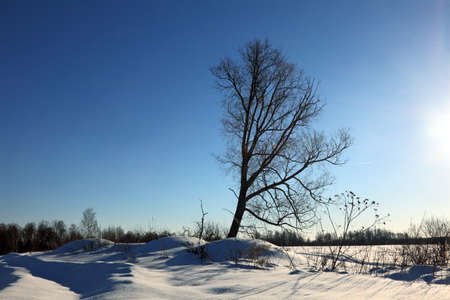 Winter landscape. Lonely tree in the eveningの写真素材