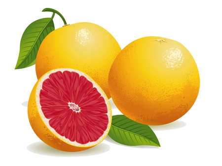 Realistic vector illustration of pink grapefruits and a half grapefruit.のイラスト素材