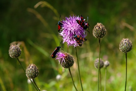 five butterflies on a flower in the summer under the bright sunの写真素材