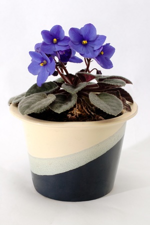 Blossoming violets in flower pot. Over white Backgroundの写真素材