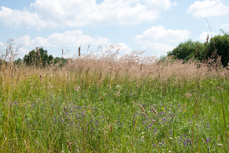 Summer wildflowers and grass.  green testure