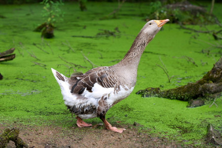 Greylag Goose next to a pond that is tightened with duckweedの写真素材