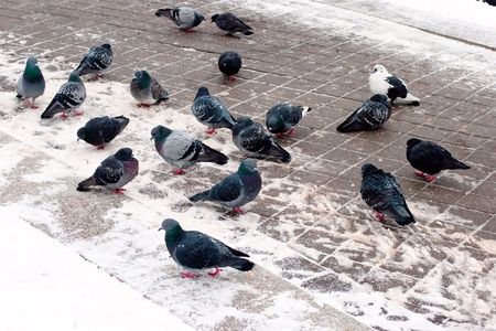 Group of pigeons on snow in winterの写真素材