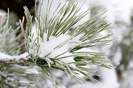 Christmas evergreen spruce tree with fresh snow on white