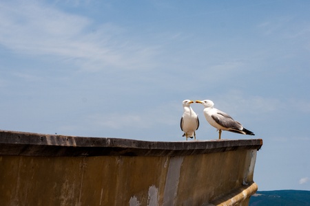 sea gullsの写真素材