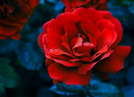 red rose with water drop の写真素材