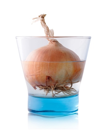 Spring onion in glassの写真素材