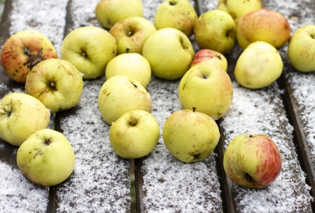 Apple on snow  First frost の写真素材
