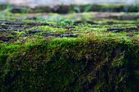 Bright green moss in the forest close upの写真素材