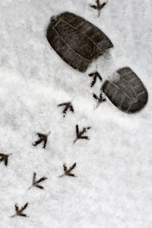 footprints in a snowの写真素材