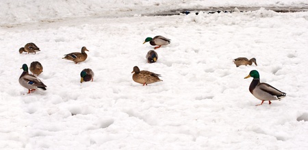 flock of wild ducks on the white snowの写真素材