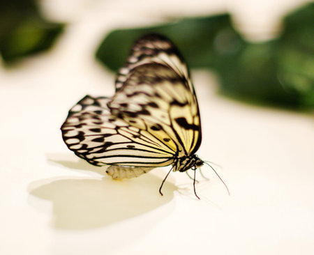 Idea leuconoe butterfly on a light background with a close-up of the incident shadowの写真素材