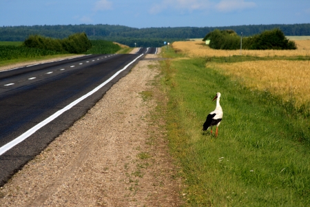 Big white Stork stayed near the road in Belarusの写真素材