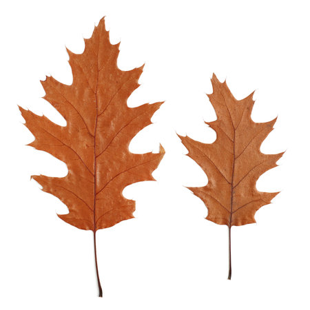 two dry oak leaves isolated on white background