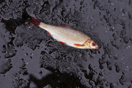 winter fishing. perch fish on black ice.