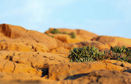 Plants in the desert on the orange rocks