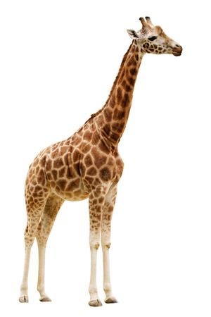 Giraffe isolated on white background  Close upの写真素材