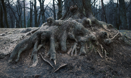 roots of an old tree in the parkの写真素材
