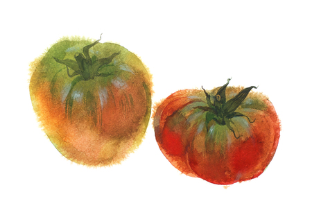 Watercolor image of two ripe tomatoes. Isolated on white backgroundの写真素材