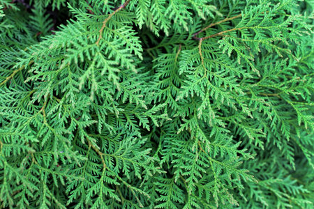 Dense tangled green branches of thuya in the garden