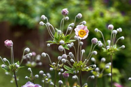 Branches of a blooming pink anemone in a summer gardenの写真素材