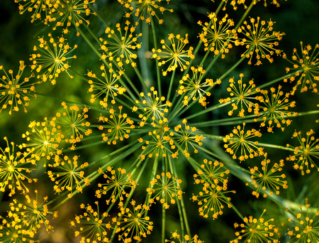 Big yellow dill flower in the garden close upの写真素材