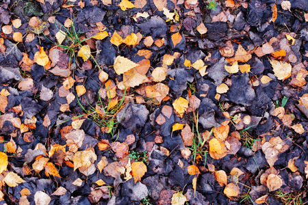 Background of blackened and yellow autumn leaves.の写真素材