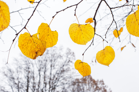 Yellow last leaves on the branches of a tree Linden in autumnの写真素材