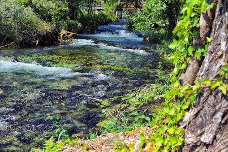 Trees overgrown by green vines flanking flowing River. Croatiaの写真素材