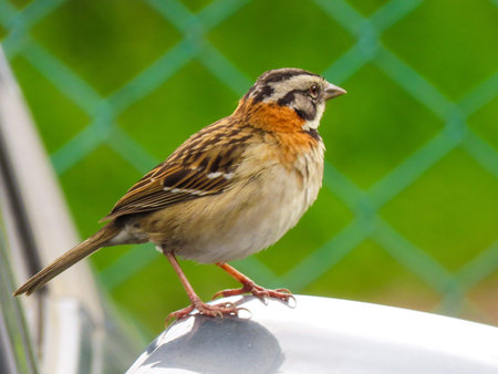 A tuft playing in the fieldの写真素材