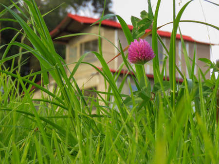 Flower in the fieldの写真素材