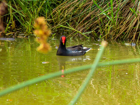 A tingua in the lake