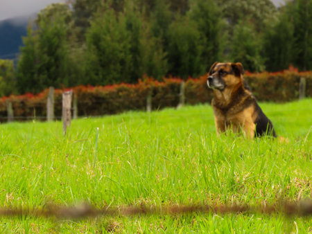 Vigilant puppyの写真素材