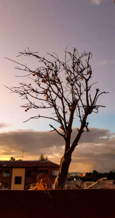 Tree at sunsetの写真素材