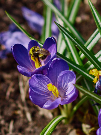 the first spring flowersの写真素材