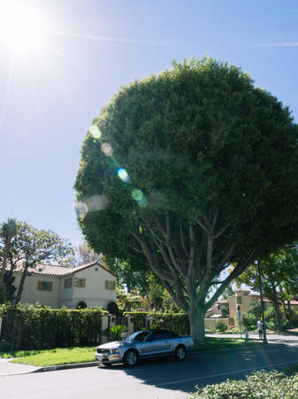 Los Angeles, USA - September 27, 2015: Mustang is standing under the shady tree on the street in Los Angeles, California.のeditorial素材