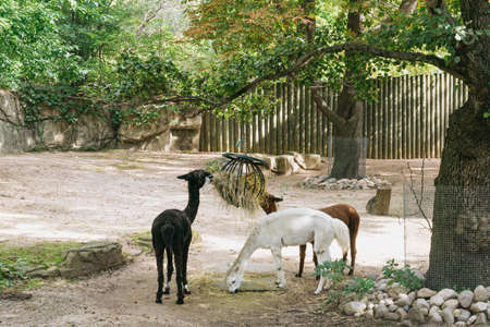 Chicago, USA - September 25 2015: Llamas in the public zoo in Chicago, USAのeditorial素材