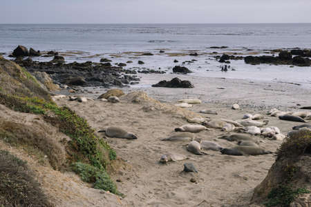 Group of elephant seals laying on the beach in Elephant Seal Vista Point, Big Sur.のeditorial素材