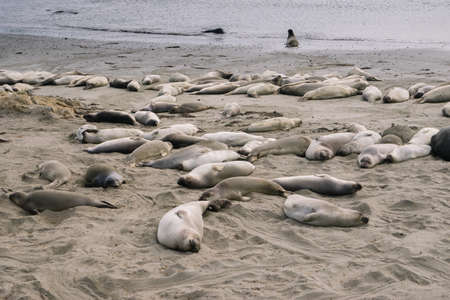 Group of elephant seals laying on the beach in Elephant Seal Vista Point, Big Sur.のeditorial素材