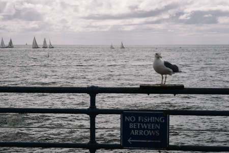 Santa Monica, USA - October 5, 2015: Seagull Perching On A Sea and Sailboats Sailing On Sea Against Cloud Skyのeditorial素材