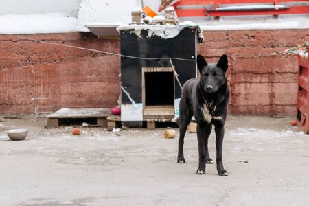 watchdog on a chain near doghouse.の写真素材