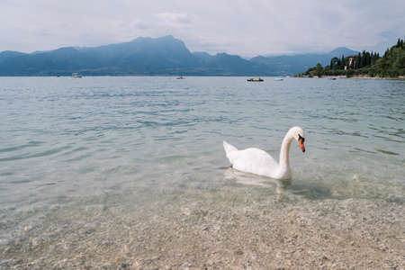 Garda, Italy - August 12, 2016: Swan swims near the shore of Lake Garda against the backdrop of the mountains in Italy.のeditorial素材
