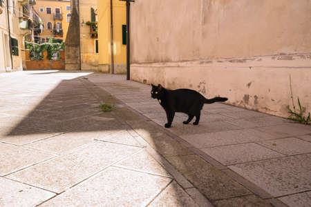 Black cat with yellow eyes on the street in summer.のeditorial素材