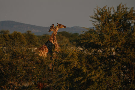 A beautiful spotted giraffes standing in the dawn light in the savannah bushes with their necks crossed.の写真素材