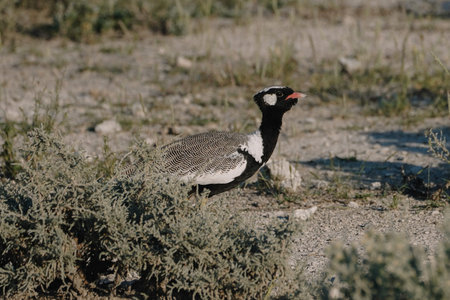 Beautiful male of Northern black korhaan, (Afrotis afraoides) walking in the savannah bushes in the...