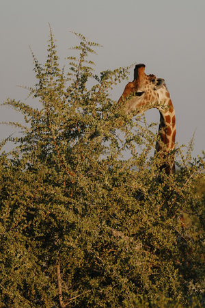 A beautiful spotted giraffe chewing leaves in the bushes of the savannah at dawn light in the Namibian Etosha National Park.の写真素材