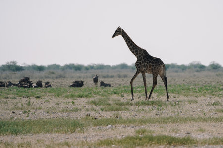 A beautiful spotted giraffe walking near group of blue wildebeest in the savannah in the Namibian Etosha National Park.の写真素材