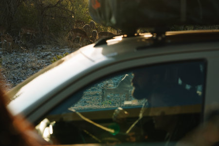Tourist passing the herd of springboks standing by the road in national park Etosha in Namibia.