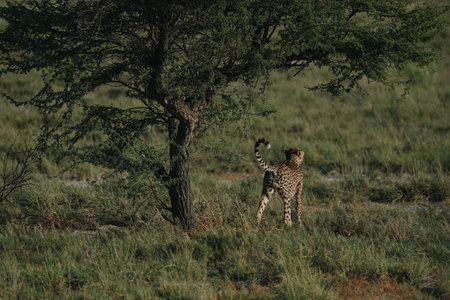 Male leopard under the tree in Etosha national park in Namibia.