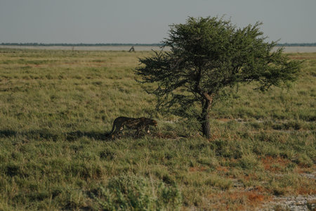 Male leopard under the tree in Etosha national park in Namibia.